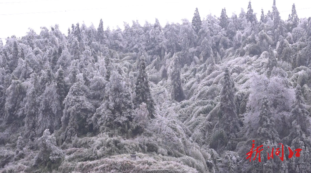 崇阳坪：高山大面积雾凇 满目皆是景与画