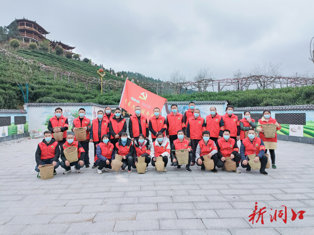 茶乡美 党旗红 助农抗疫采茶忙
