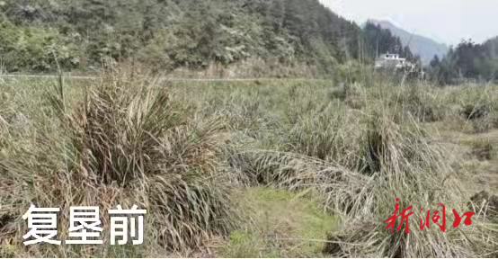 桐山乡大道村：让“沉睡”多年的土地焕发新的生机