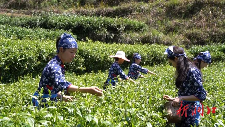 渣坪乡大溪村：发展“茶叶经济” 助推乡村振兴