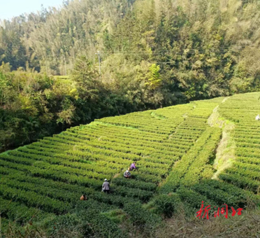 农民采茶忙 产业振兴旺