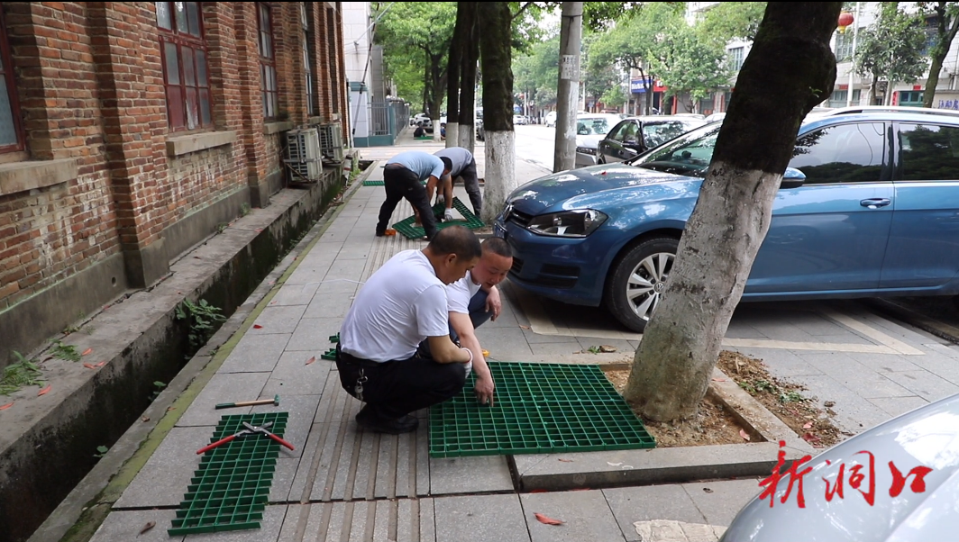 洞口县城市管理和综合执法局为行道树安装网格树围