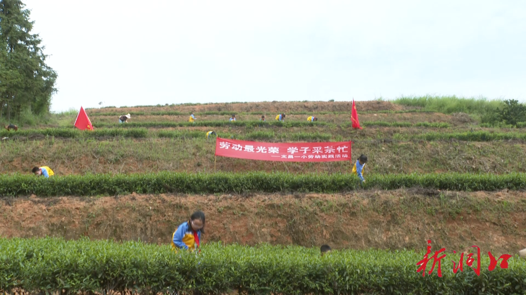 洞口文昌一小开展采茶劳动教育实践活动