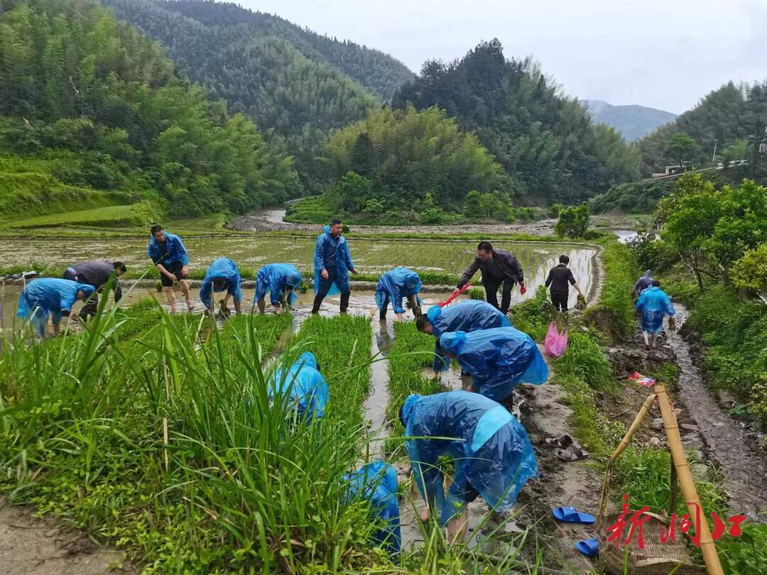 洞口桐山国有林场：党建引领市域社会治理现代化  共绘乡村振兴新画卷