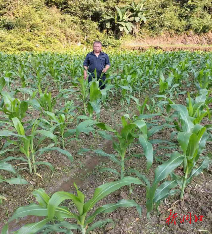 月溪镇：千亩荒田换“绿装”  抛荒整治显成效