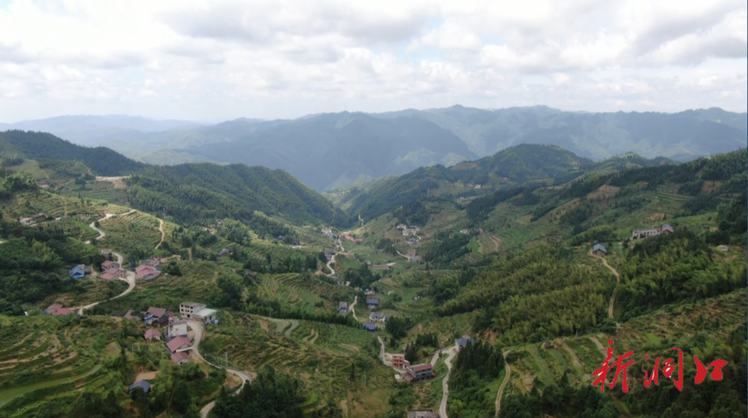 桐山乡中桃村：金银花开“金银”来 变身村民“致富花”