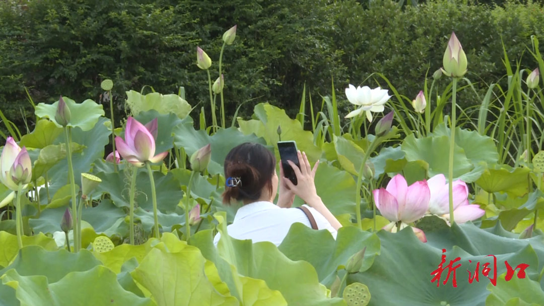 洞口凤溪村：映日荷花惹人醉