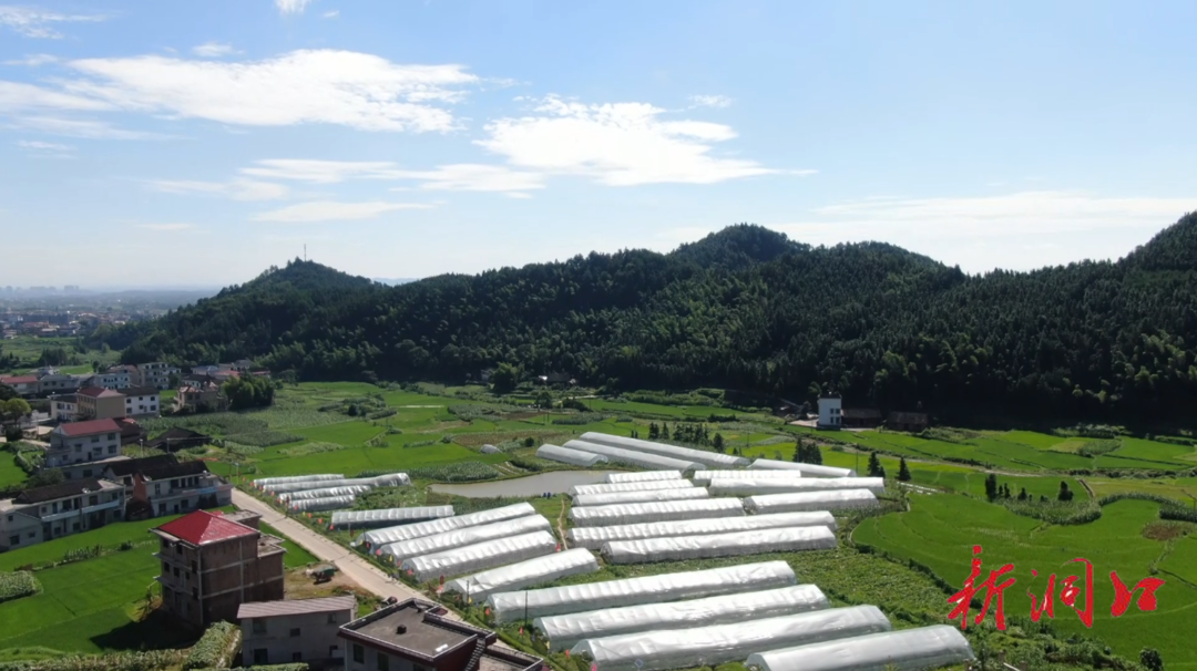 凤溪村：西瓜喜丰收 铺就致富路