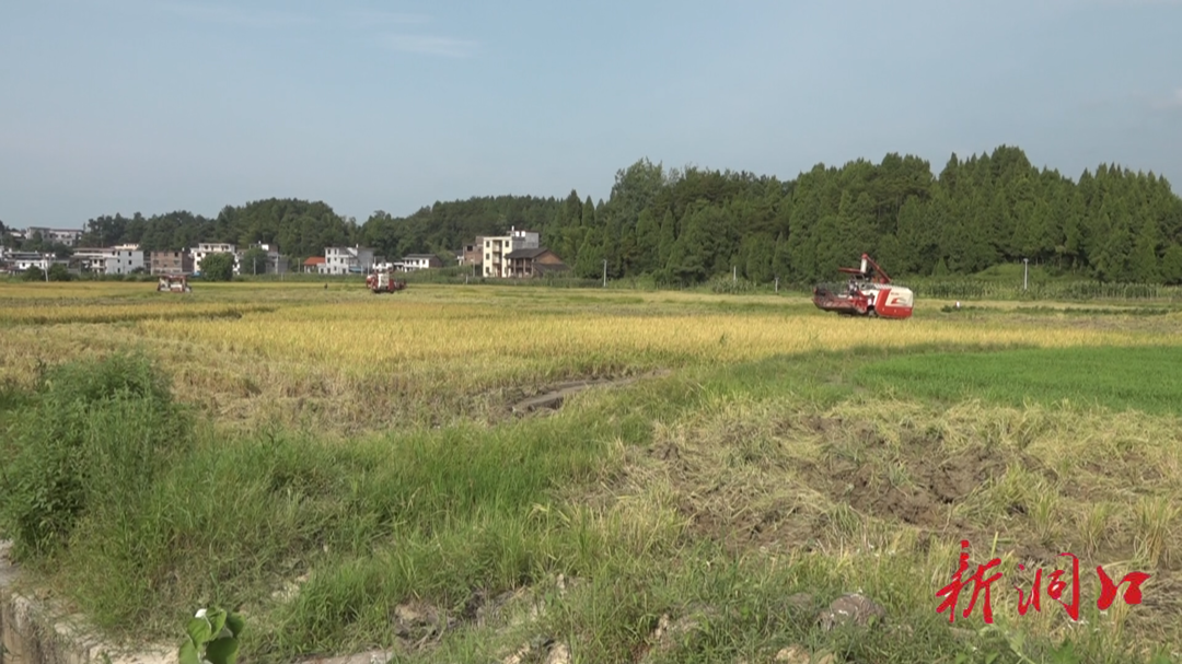 石柱镇青山村：早稻开镰喜丰收