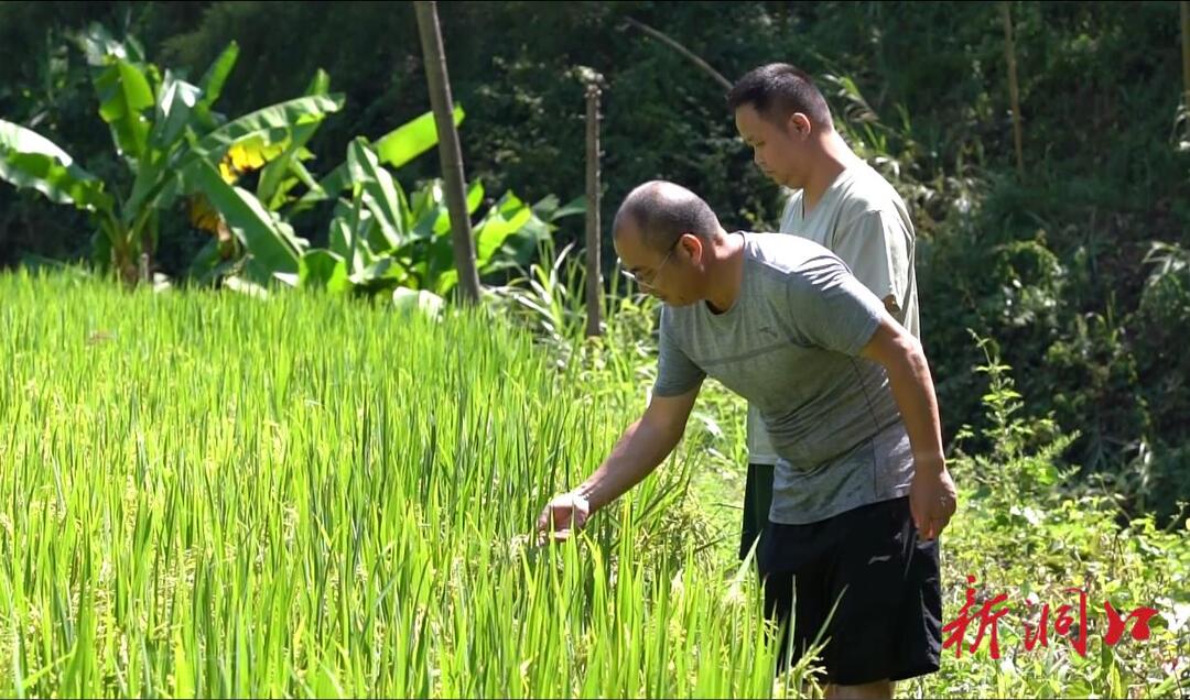 洞口桐山乡：干群合力抗旱 为农田引水“解渴”