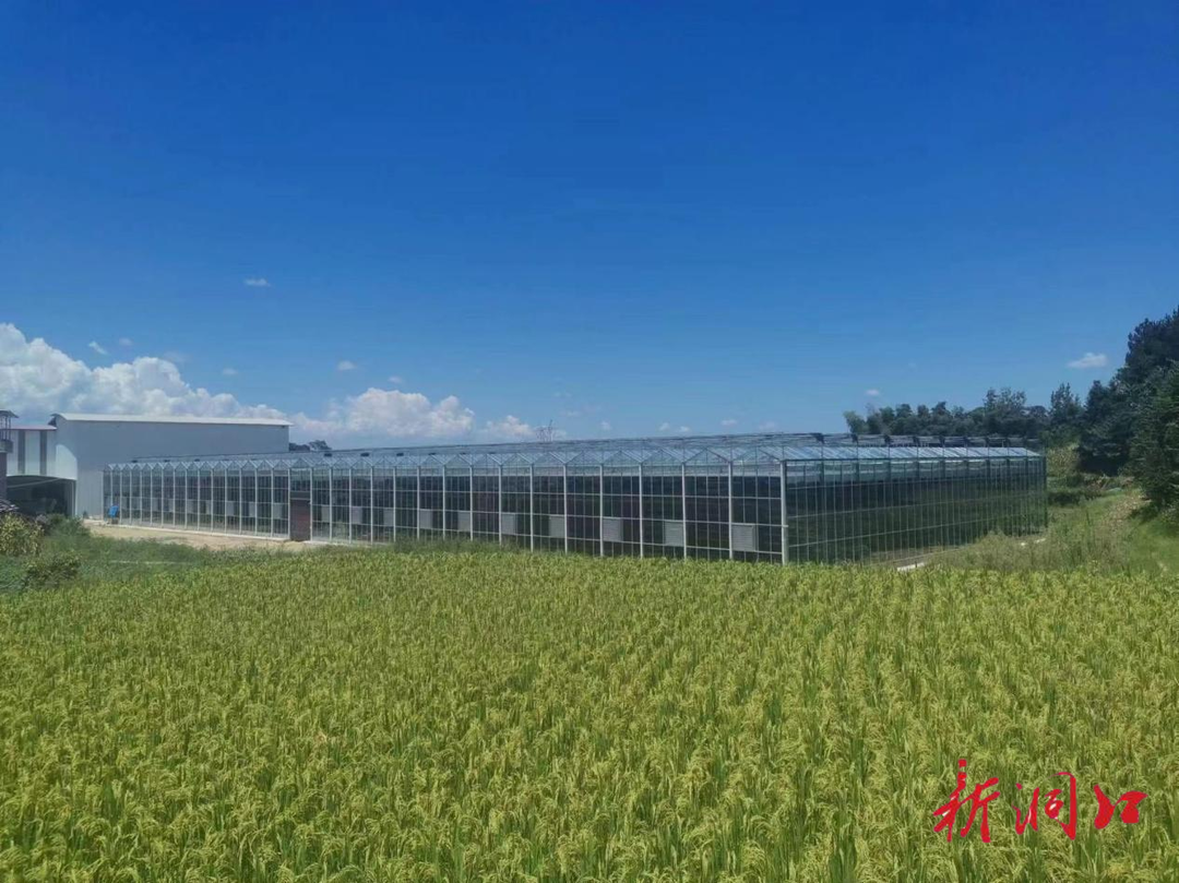 高沙镇：南泥村现代化育秧技术促进农业现代化进程