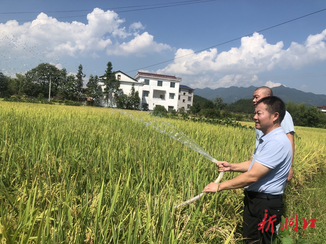 洞口县花古街道：干群全力抗旱保增收