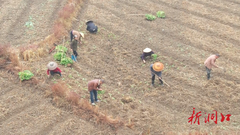 冬季田不闲 油菜移栽忙