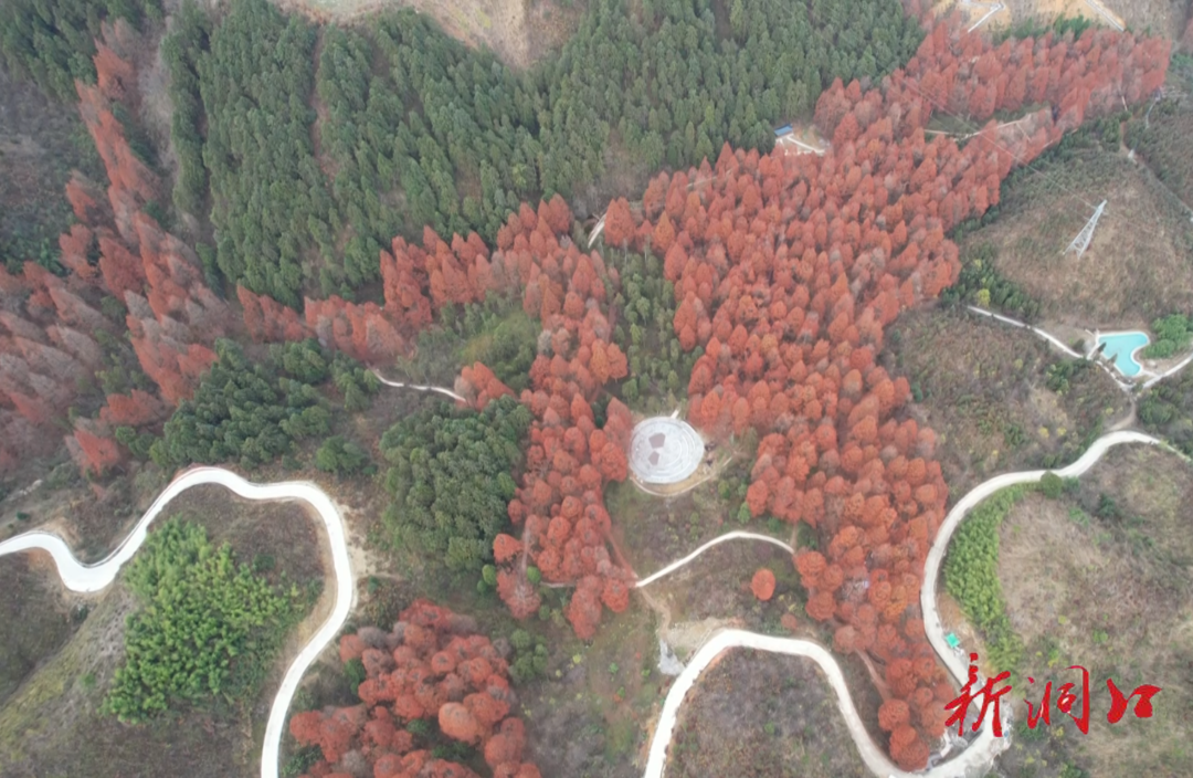 月溪国有林场：初冬水杉林景美如画