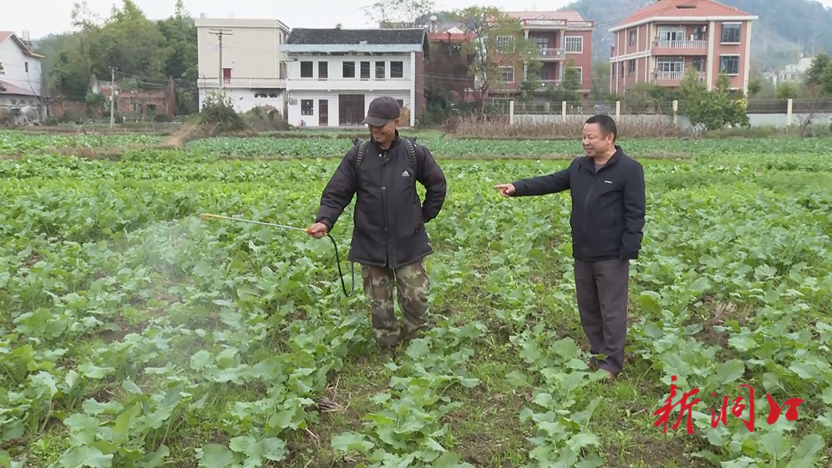 【洞口县学习宣传贯彻党的二十大精神】【建好实干大擂台 拼出新担当】之五十八 县农业农村局组织农技人员下田“支招” 确保油菜安全越冬