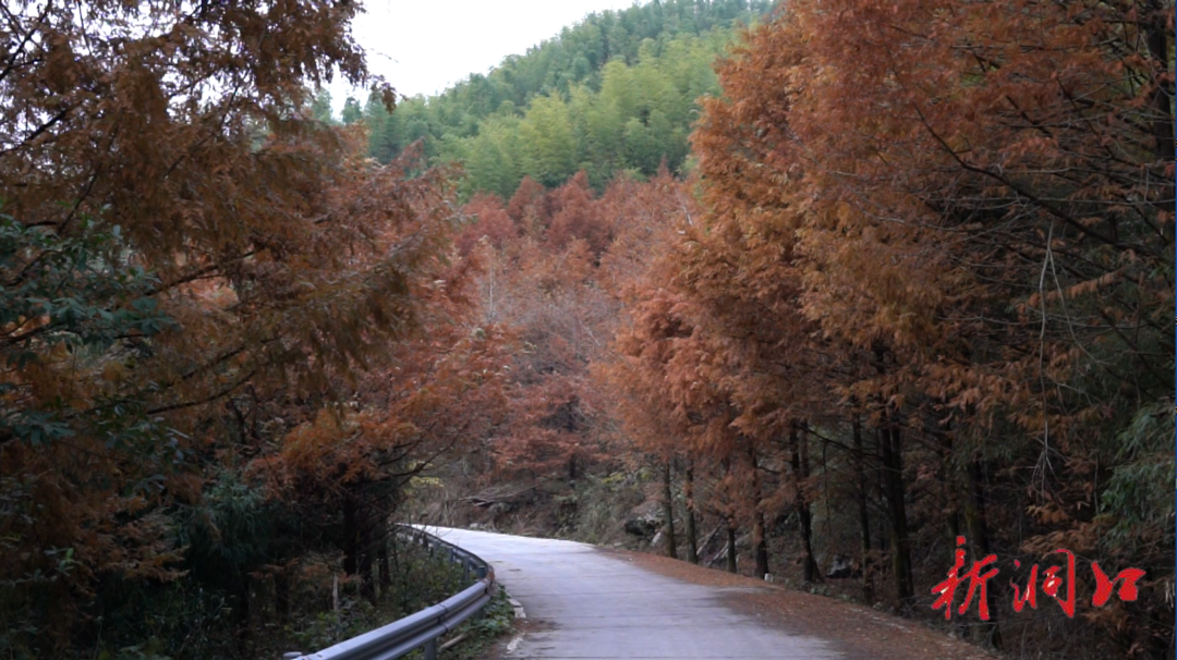 水杉扮靓乡村公路