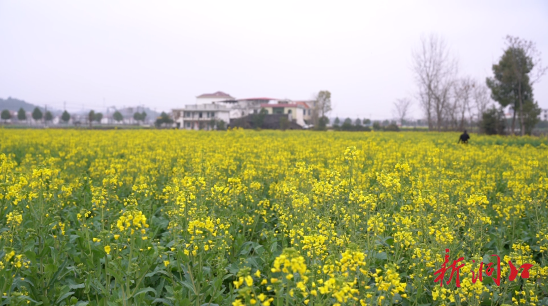 竹市镇：油菜花竞相绽放 芳香弥散引蜂来