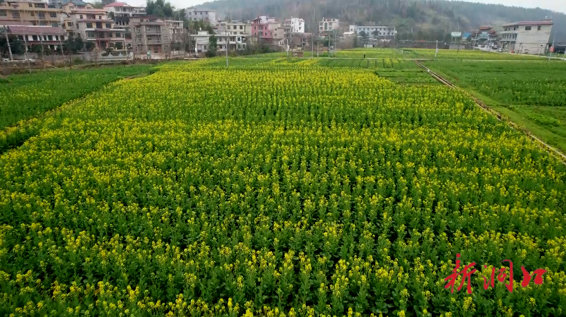 石江镇：油菜花开美如画
