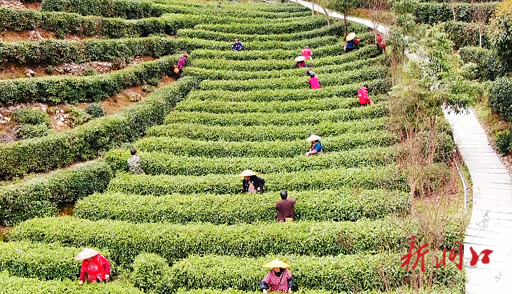 洞口古楼乡：“明前茶”飘香 茶农采茶忙