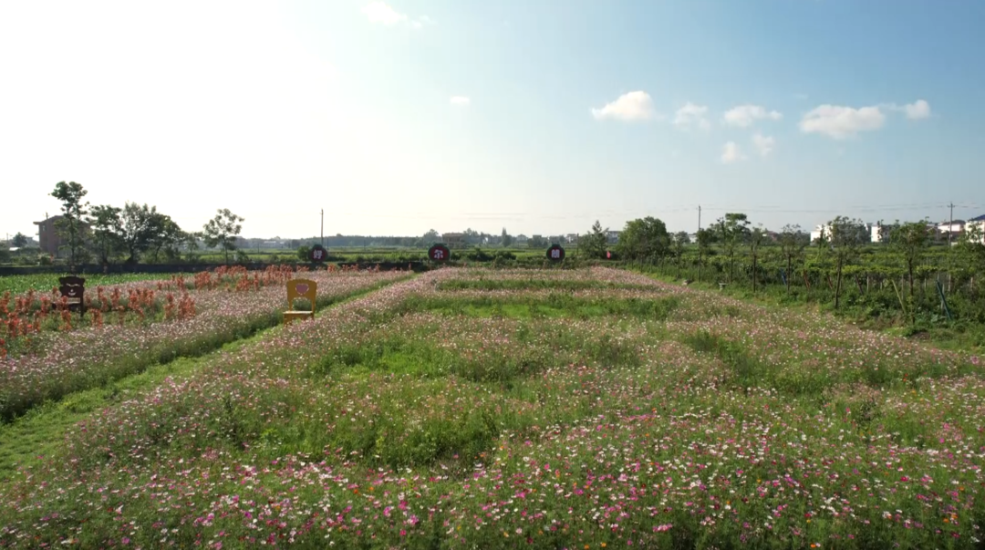 洞口毓兰镇：格桑花盛开  花海美如画
