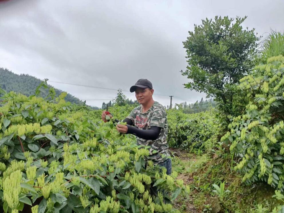 桐山乡：天赋“中桃”美，地蕴“忍冬”香