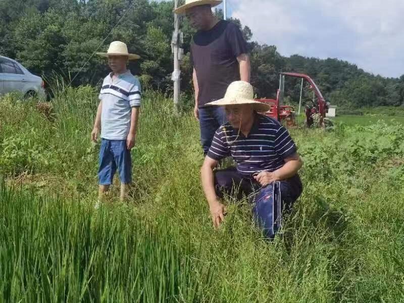 石江镇贤竹村：干群齐心抗旱魔