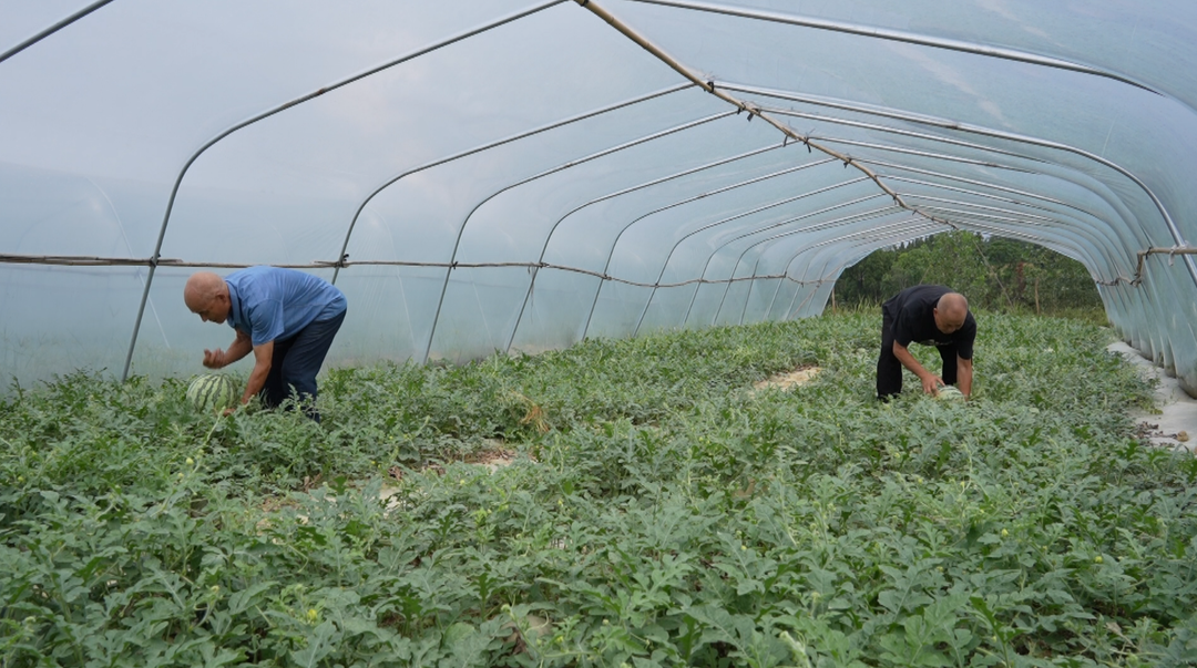 竹市镇南安村：西瓜柑桔管护忙 助力增产增收