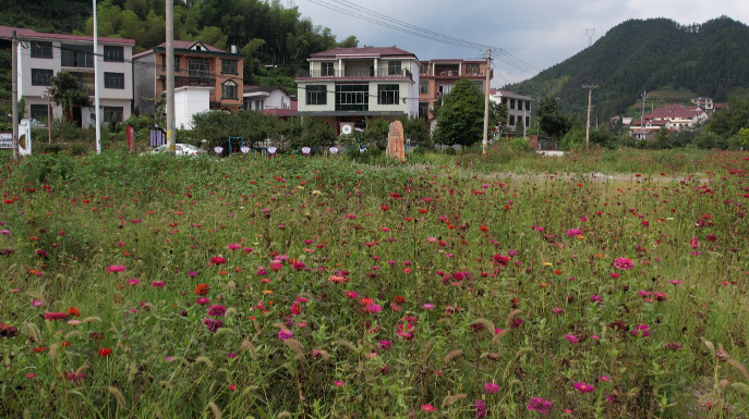 古楼乡古楼村：美丽鲜花扮靓乡村人居环境