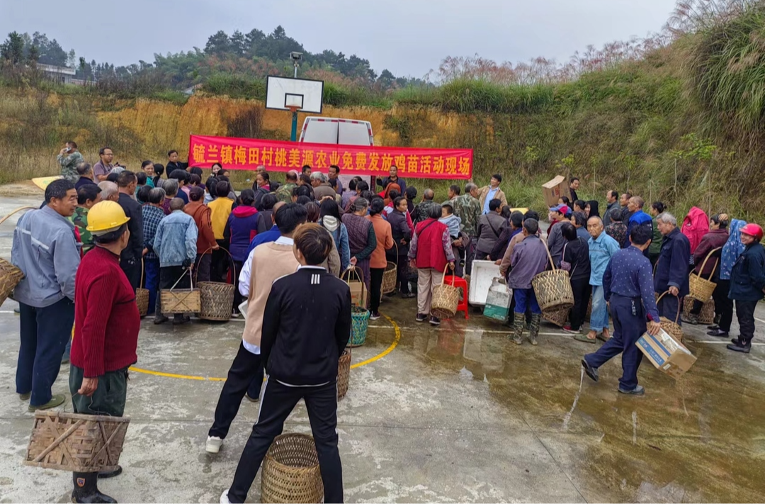 万只鸡苗送邻里  乡村振兴添动力