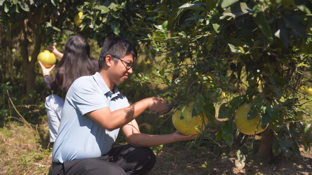 山门镇清水村：“柚”迎丰收季 游客采摘忙