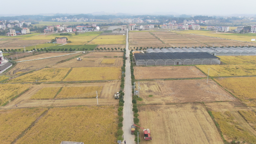 洞口县：机械化作业助力晚稻低茬收割
