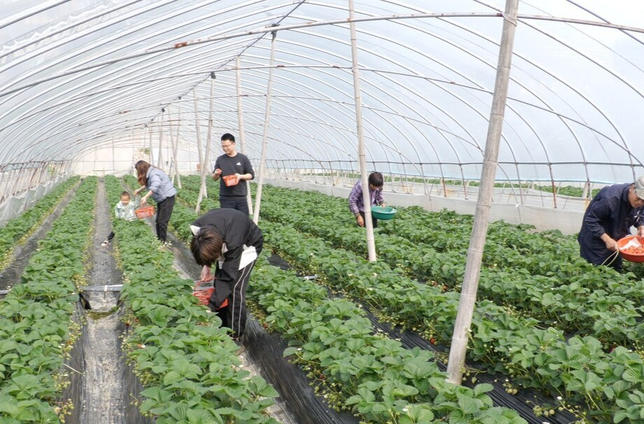 雪峰街道红卫村：草莓飘香引客来