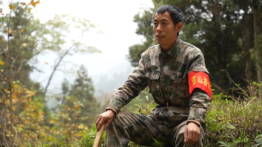 我的护林日记 张华林：大山里的“苦楝树”