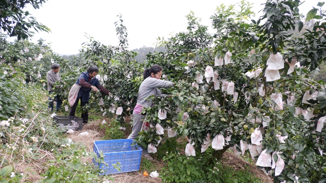 毓兰镇杨柳村：百亩果冻橙迎来盛果期