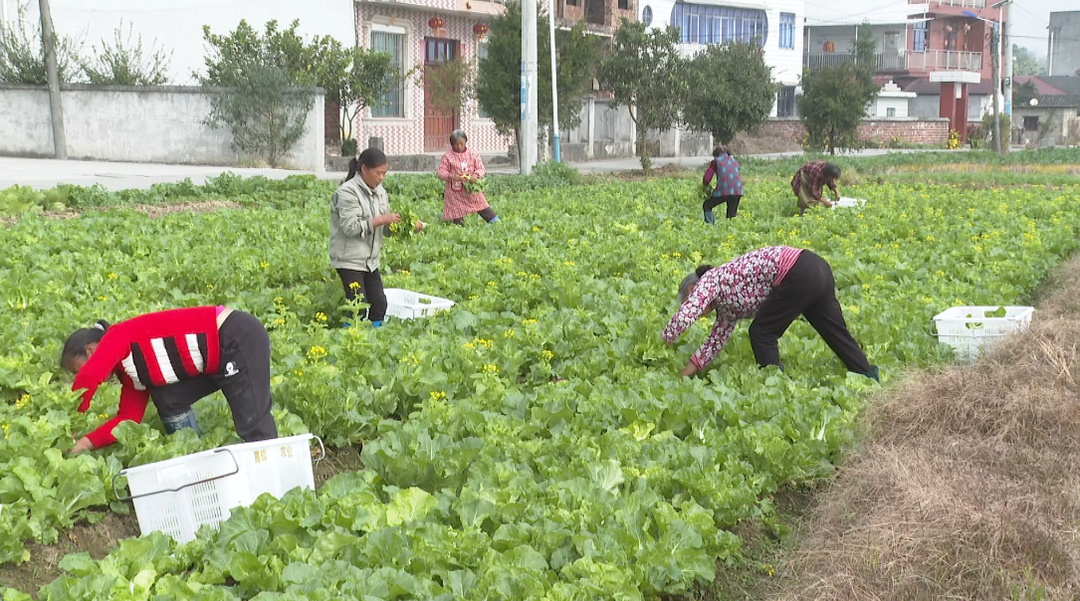 花古街道跃龙村：白菜苔抢鲜上市      “四季轮种”不断档