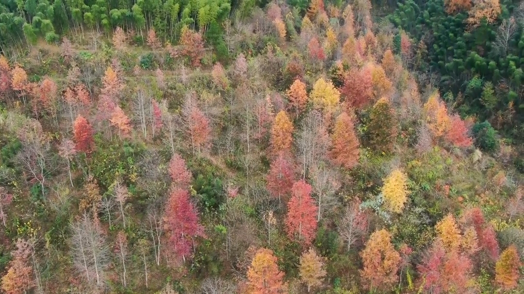罗溪瑶族乡：冬日“枫”景美如画