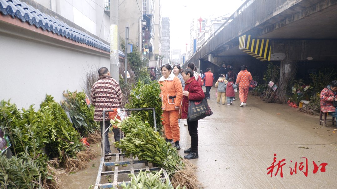 洞口：栽红植绿正当时 苗木市场销售旺