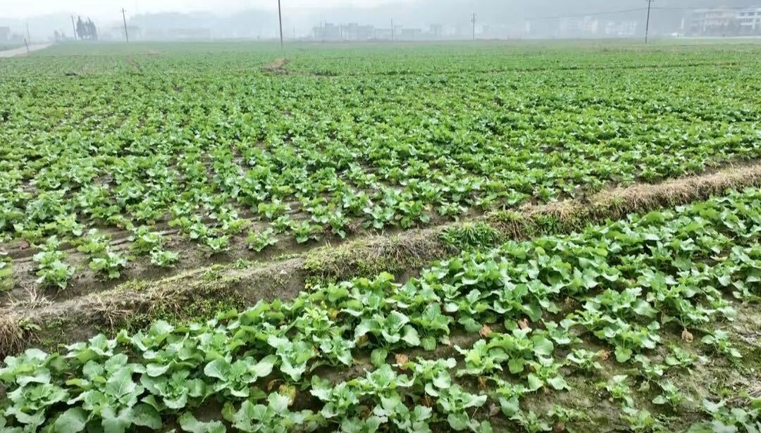 花园镇：扩种冬油菜 拎稳“油瓶子”