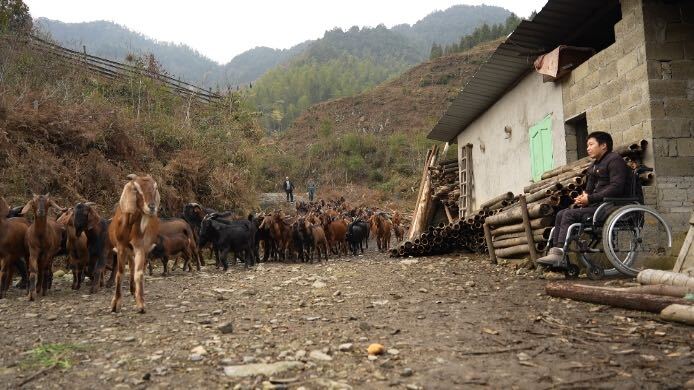 轮椅上的“小羊倌”  ——洞口月溪镇90后小伙养羊走上致富路