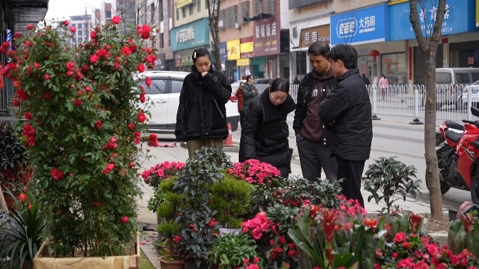 人勤春来早 苗木市场生意旺