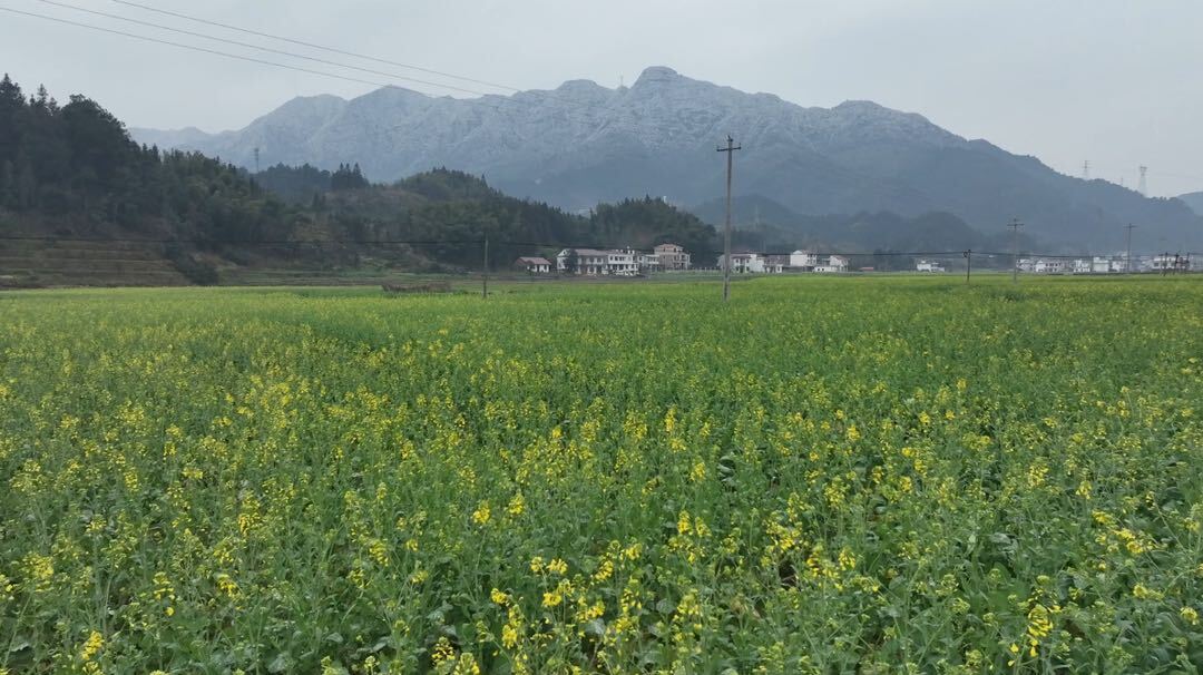 文昌街道平青村：千亩油菜花迎春绽放