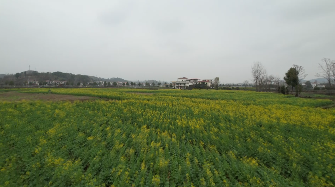 竹市镇：油菜花竞相绽放 芳香弥散引蜂来