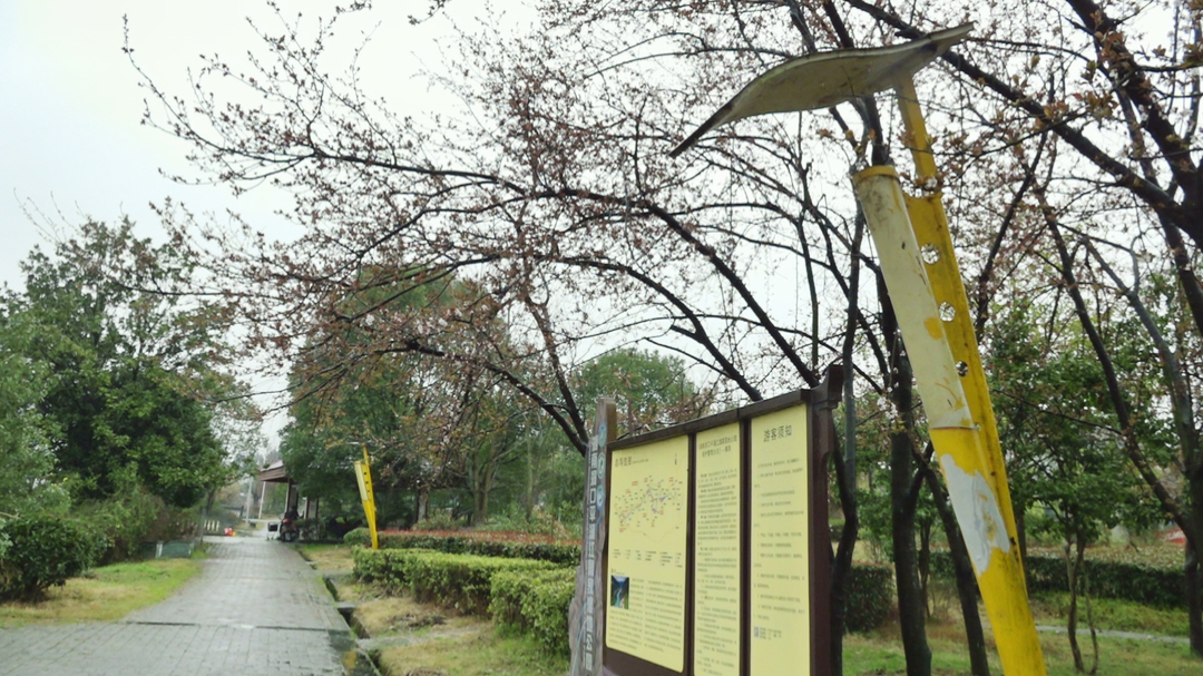 紫叶李花开 满城春意浓