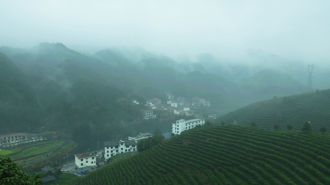 古楼乡：云雾缭绕润茶香