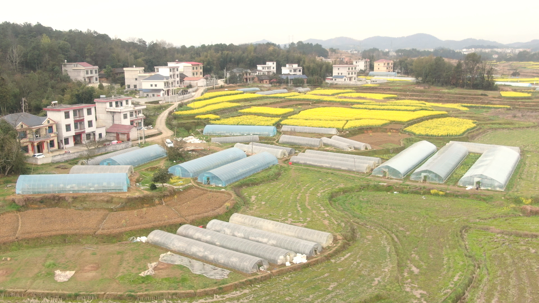 竹市镇贻谷村：“集约化”育苗把好蔬菜生产首道关