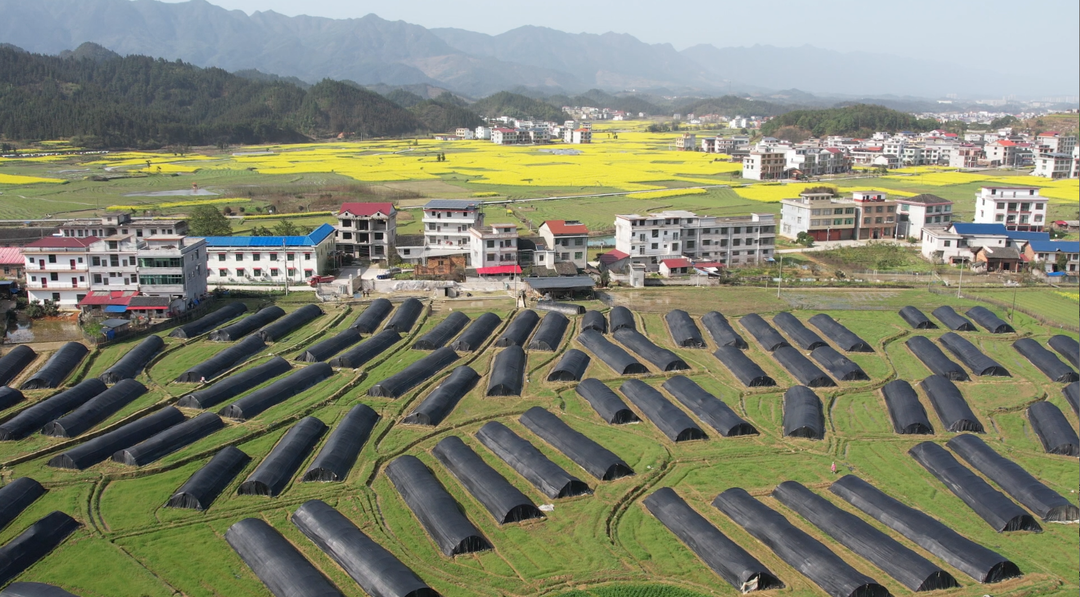 毓兰镇山阳村：褐色“小伞” 撑起春日丰收景