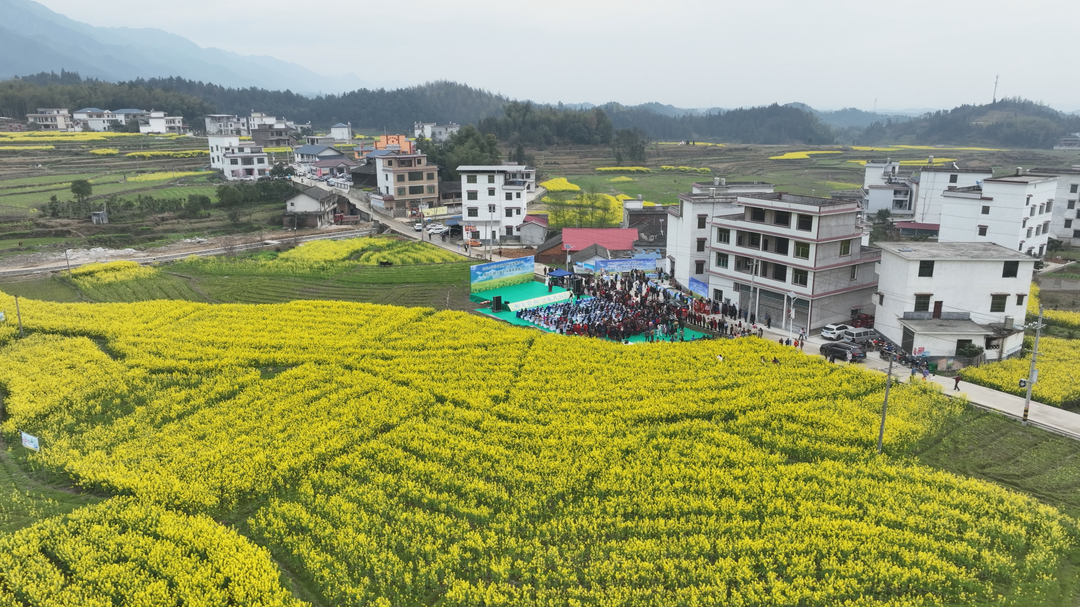 “和美岩山 花开石仁”——岩山镇乡村文旅推介会暨石仁村首届千亩油菜赏花会开幕