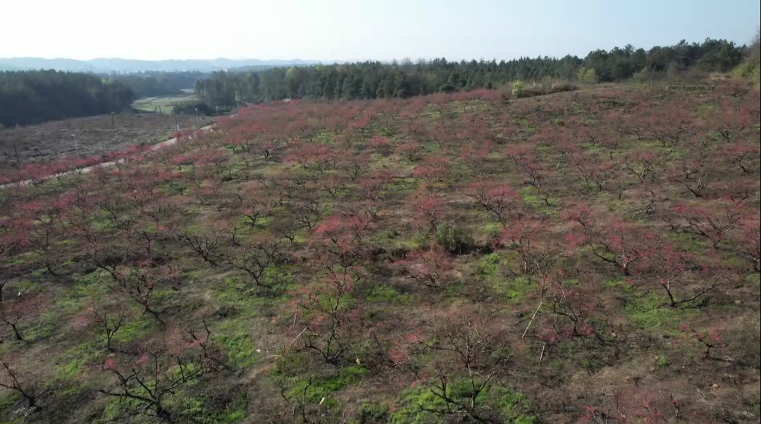 山门镇仙合村：桃花绽放 游客流连忘返
