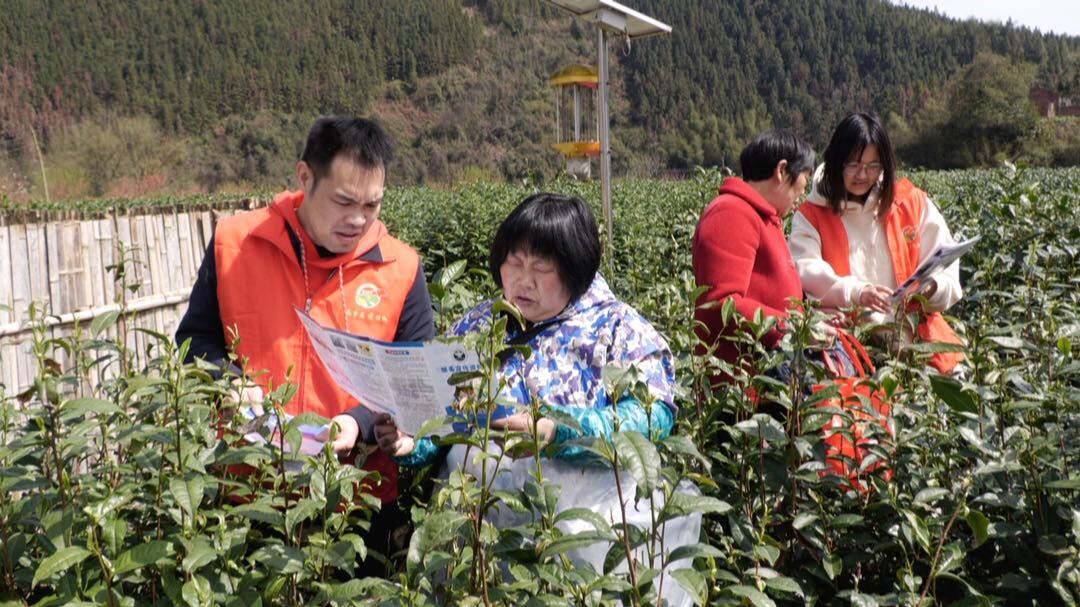 古楼乡：禁毒宣传进茶园 全民共筑“防毒墙”