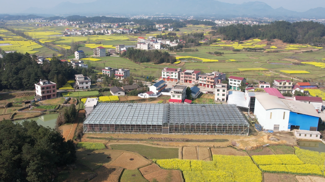 洞口县高沙镇：智能化工厂集中育秧  开辟农业增效增收新路径